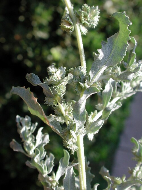Wheelscale saltbush: Atriplex elegans , Wheelscale Saltbush. Phoenix, Arizona
