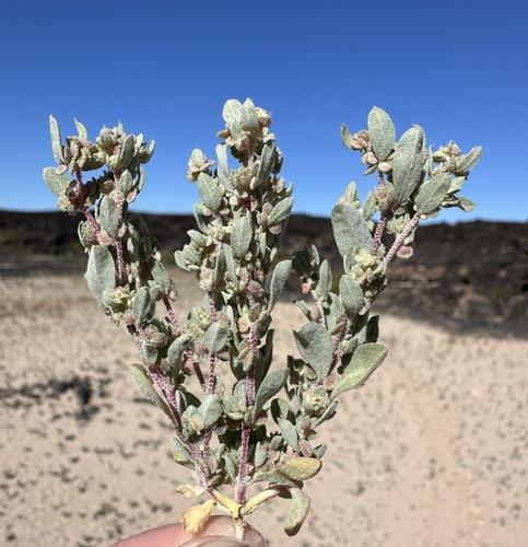 Wheelscale saltbush (Atriplex elegans)