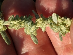Wheelscale saltbush (Atriplex elegans)