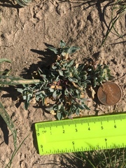 Wheelscale saltbush (Atriplex elegans)
