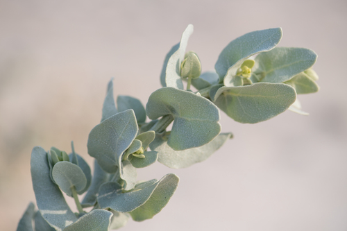 Atriplex farinosa (Atriplex farinosa)