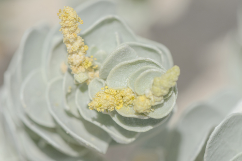 Atriplex farinosa (Atriplex farinosa)