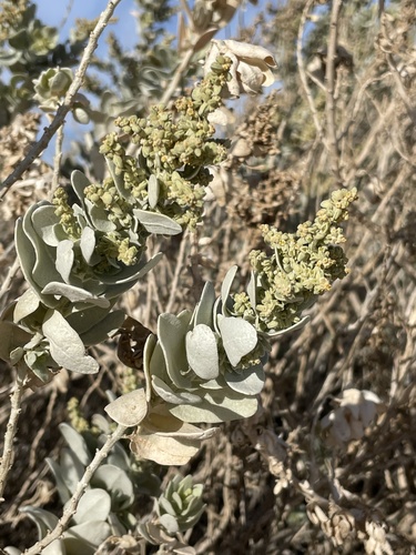 Atriplex farinosa (Atriplex farinosa)