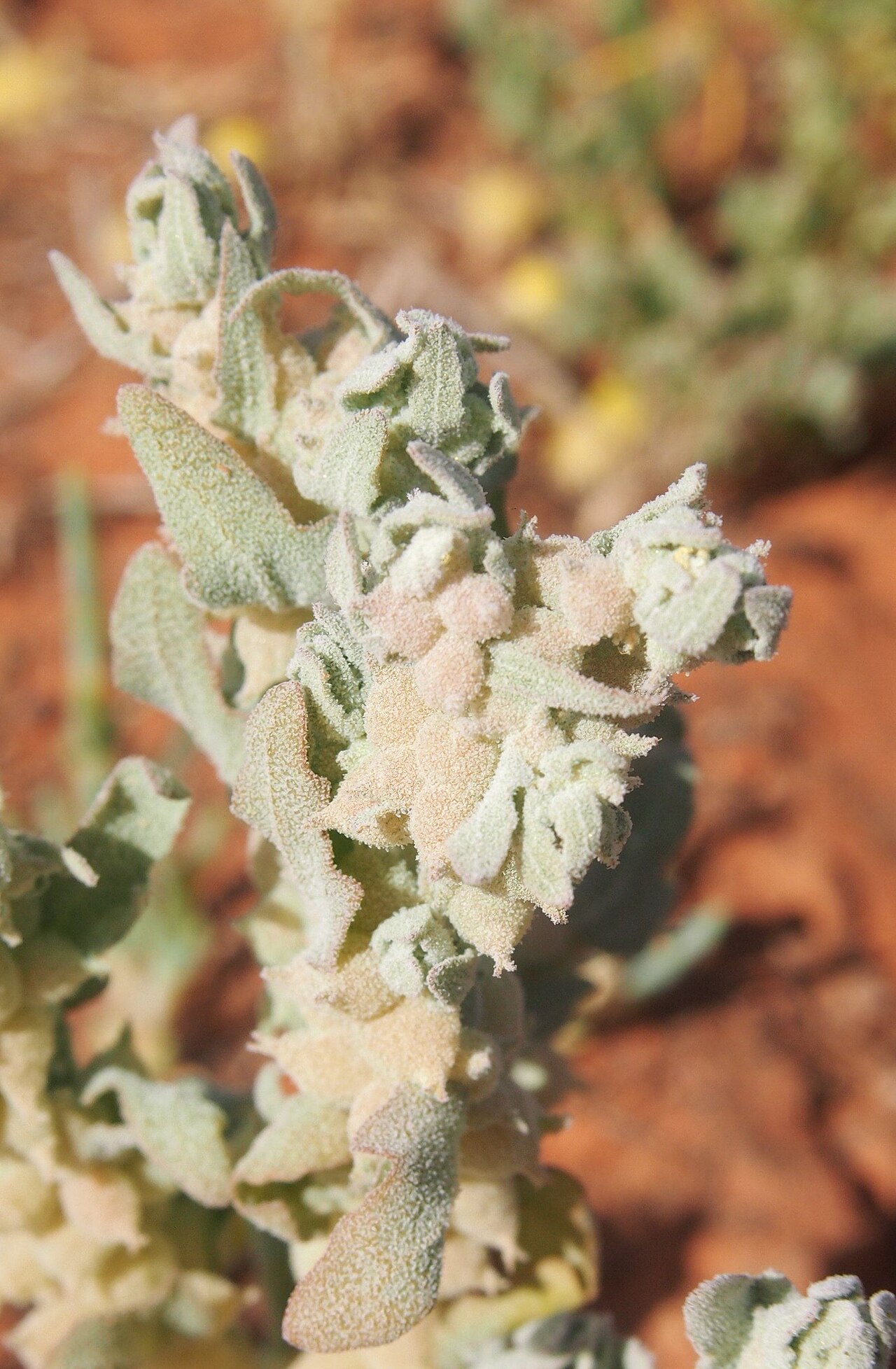 Atriplex fissivalvis: Atriplex fissivalvis fruit