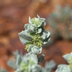 Atriplex fissivalvis (Atriplex fissivalvis)