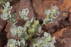 Atriplex fissivalvis (Atriplex fissivalvis)