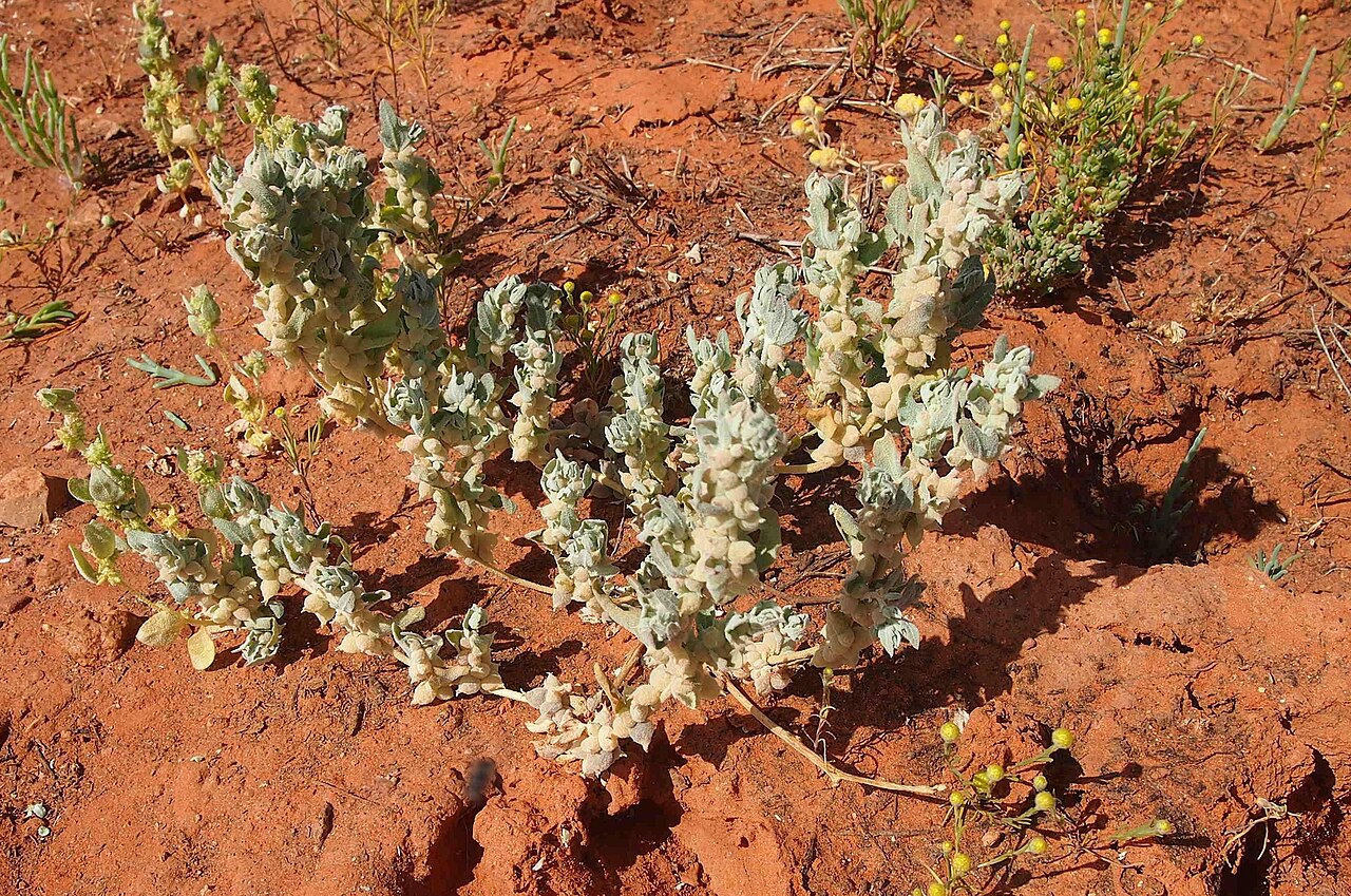 Atriplex fissivalvis: Atriplex fissivalvis
