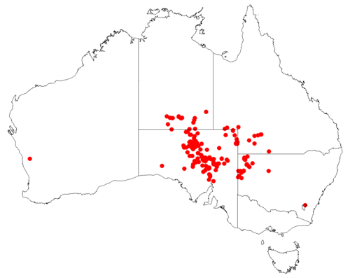 Atriplex fissivalvis: Atriplex fissivalvis occurrence data downloaded 6 July 2018 from Australasian Virtual Herbarium