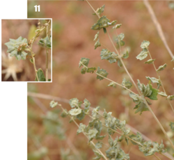 Atriplex flabellum: Atriplex flabellum, Tajikistan.