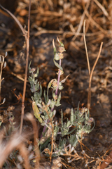 Ball saltbush (Atriplex fruticulosa)