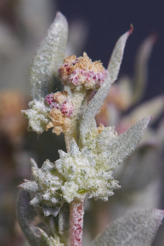 Ball saltbush (Atriplex fruticulosa)