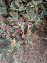 Ball saltbush (Atriplex fruticulosa)