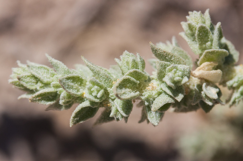 Ball saltbush (Atriplex fruticulosa)