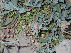 Ball saltbush (Atriplex fruticulosa)