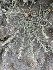 Gardner's saltbush (Atriplex gardneri)