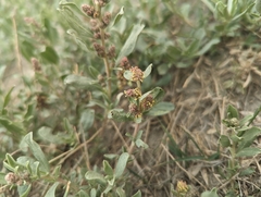 Gardner's saltbush (Atriplex gardneri)