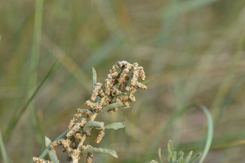 Gardner's saltbush (Atriplex gardneri)