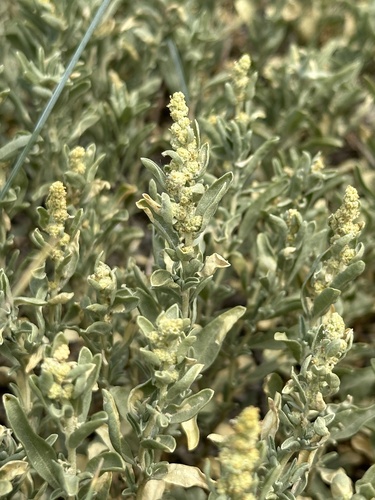 Gardner's saltbush (Atriplex gardneri)