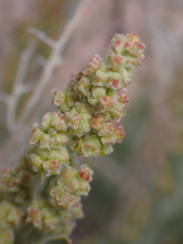 Gardner's saltbush (Atriplex gardneri)