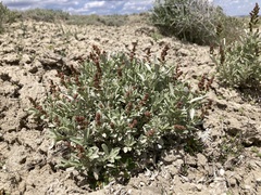 Gardner's saltbush (Atriplex gardneri)