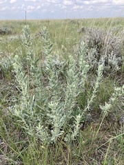 Gardner's saltbush (Atriplex gardneri)
