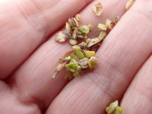 Scotland orache (Atriplex glabriuscula)