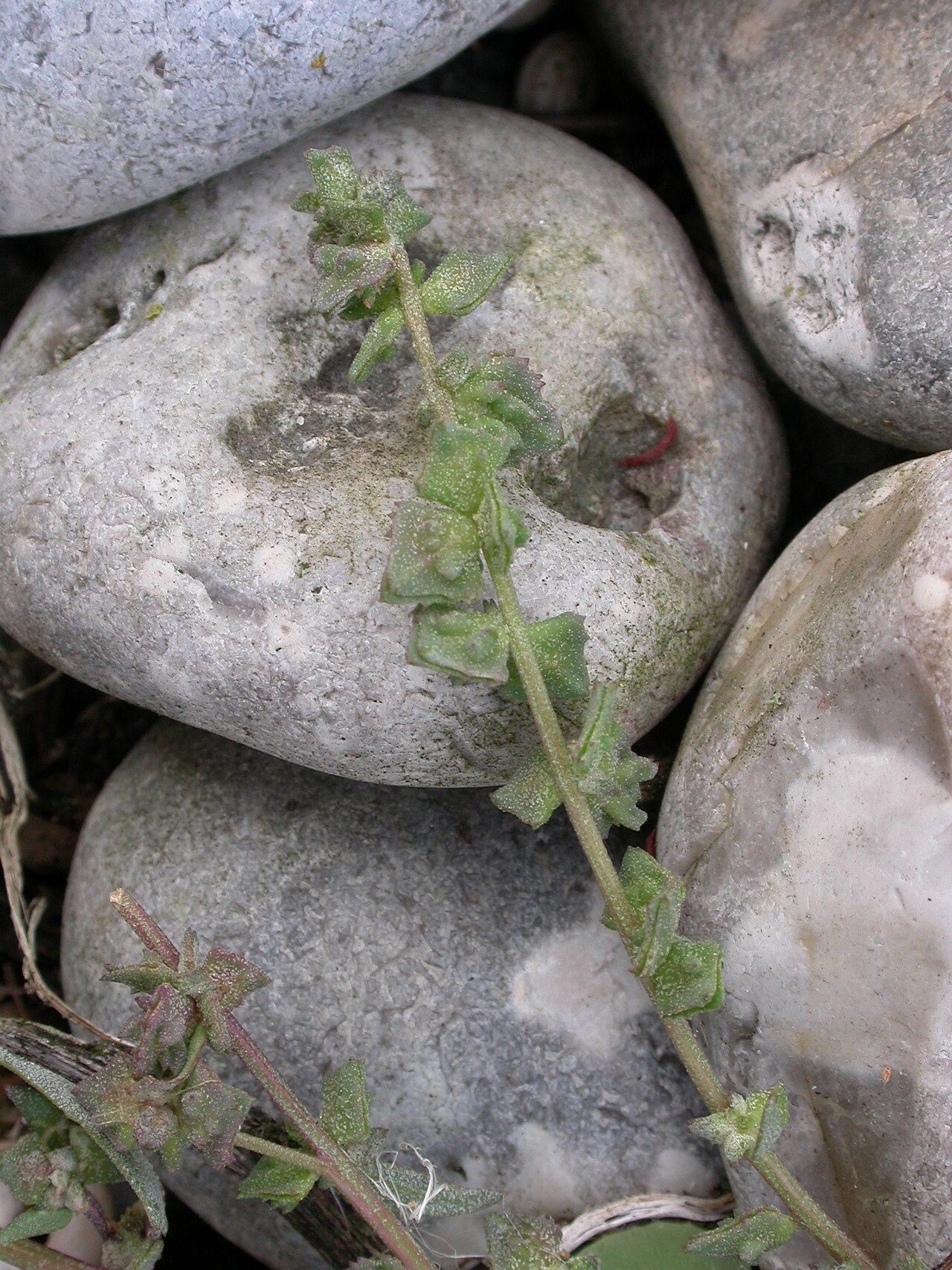 Scotland orache: Atriplex glabriuscula Cayeux-sur-mer (Somme), France