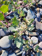 Scotland orache (Atriplex glabriuscula)