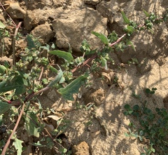 Scotland orache (Atriplex glabriuscula)