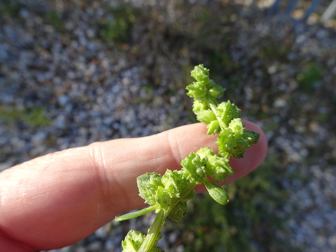 Scotland orache: Babington's Orache