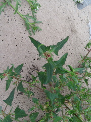 Scotland orache (Atriplex glabriuscula)