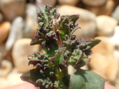 Scotland orache (Atriplex glabriuscula)