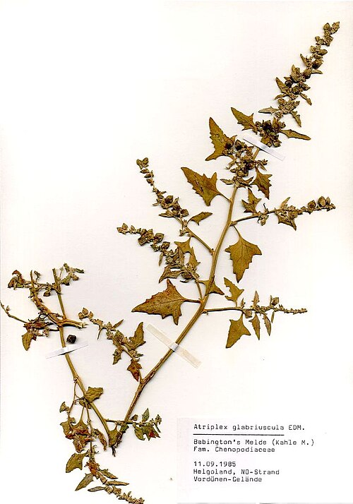 Scotland orache: Atriplex glabriuscula Edmonston, herbarium sheet, collected at the northeastern shore of Helgoland island (Germany), 1985-09-11