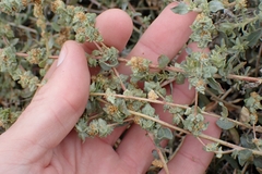 Waxy saltbush (Atriplex glauca)