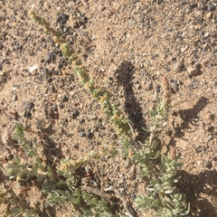 Waxy saltbush (Atriplex glauca)