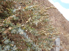 Waxy saltbush (Atriplex glauca)
