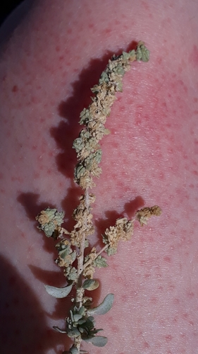 Waxy saltbush (Atriplex glauca)