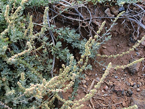 Waxy saltbush: Atriplex glauca subsp. ifniensis . NW Tenerife, Teno Bajo near Punta de Teno, open coastal succulents shrubland, ca. 20 m above sea level.