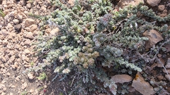 Waxy saltbush (Atriplex glauca)