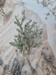 Waxy saltbush (Atriplex glauca)