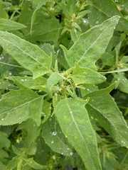 Gmelin's saltbush (Atriplex gmelinii)