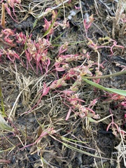 Gmelin's saltbush (Atriplex gmelinii)