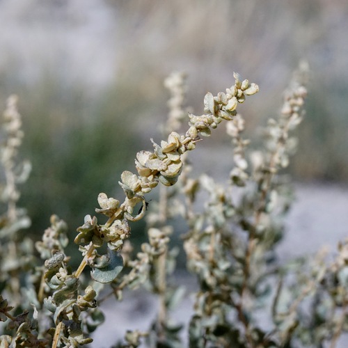 Griffiths' saltbush (Atriplex griffithsii)