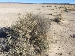 Griffiths' saltbush (Atriplex griffithsii)