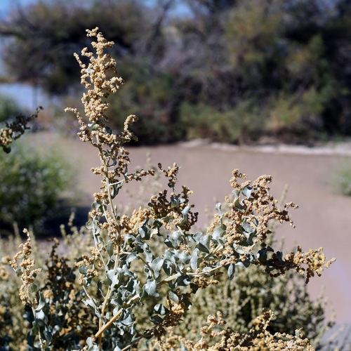 Griffiths' saltbush (Atriplex griffithsii)