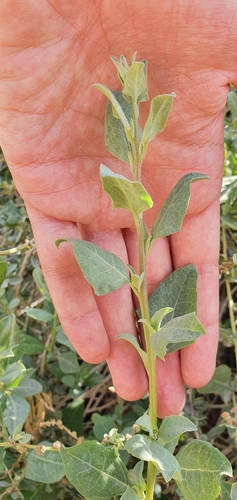 Saltbush (Atriplex halimus)