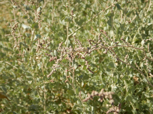 Saltbush (Atriplex halimus)