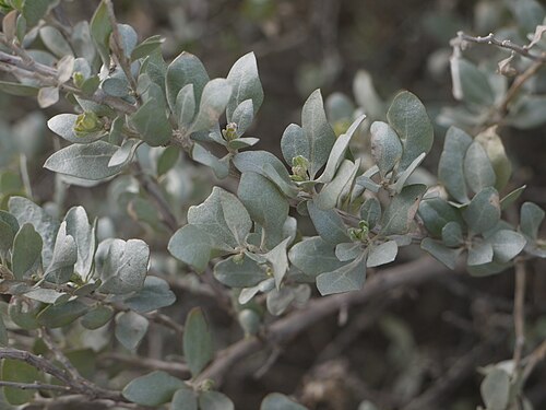 Saltbush: Arroche halime ( Atriplex halimus ) à l'étang de Canet-Saint-Nazaire en hiver.