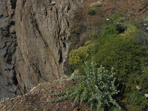 Saltbush (Atriplex halimus)