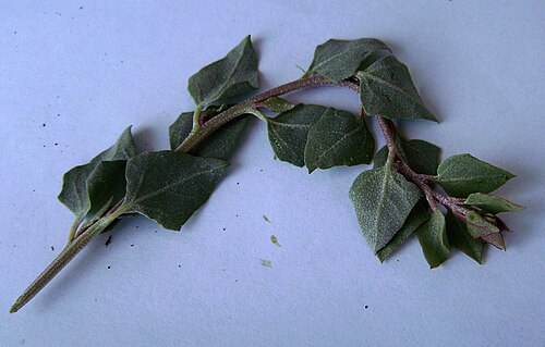 Saltbush: Atriplex halimus from Maials, Catalonia